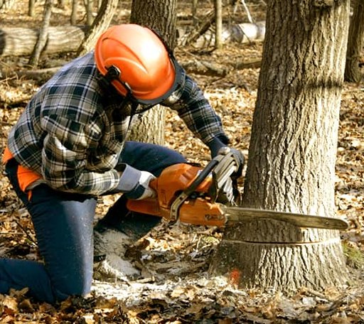 Tree Removal in Windsor, VA
